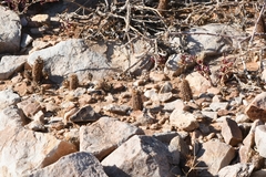 Acanthopsis disperma