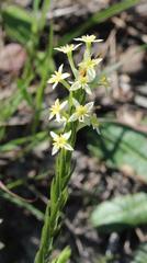 Struthiola dodecandra