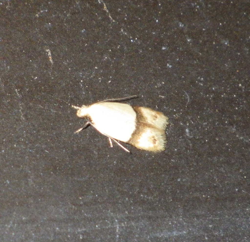 Odites kollarella