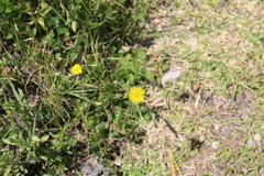 Heterotheca inuloides