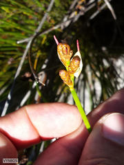Nevillea obtusissima