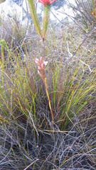 Disa