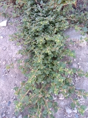Allionia choisyi