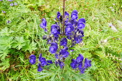 Aconitum burnatii