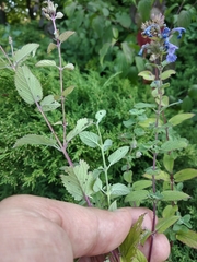 Nepeta grandiflora