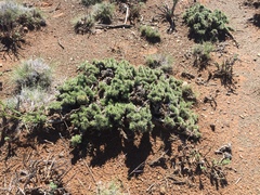 Aptosimum spinescens