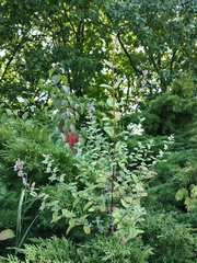 Nepeta grandiflora