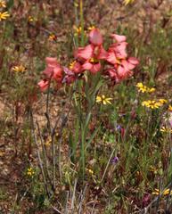 Gladiolus meliusculus