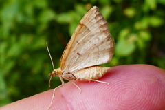 Eulithis populata