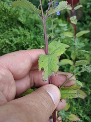 Nepeta grandiflora