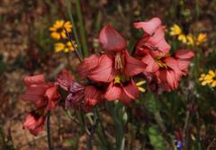 Gladiolus meliusculus