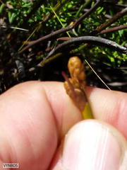Nevillea obtusissima