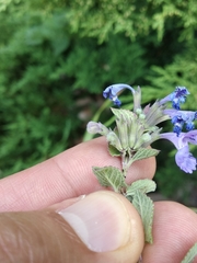 Nepeta grandiflora
