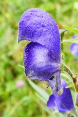 Aconitum burnatii