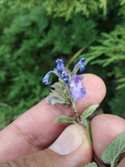 Nepeta grandiflora