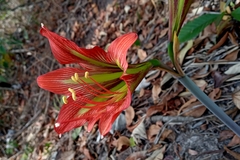 Hippeastrum glaucescens