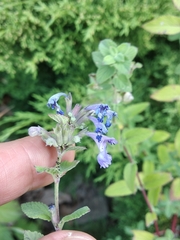 Nepeta grandiflora