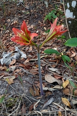 Hippeastrum glaucescens