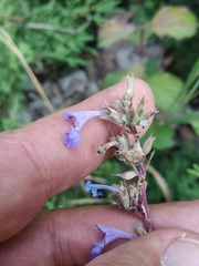 Nepeta grandiflora