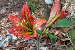 Hippeastrum glaucescens