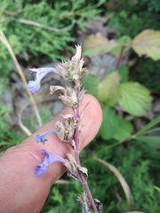 Nepeta grandiflora