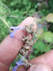 Nepeta grandiflora