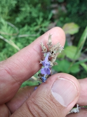 Nepeta grandiflora