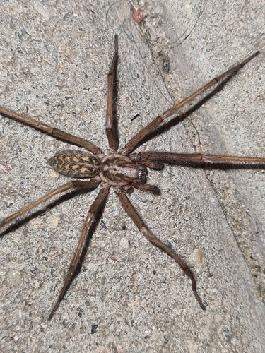 Giant house spider
