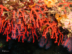 Corallium rubrum