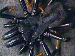 Sphodros atlanticus