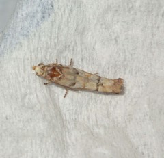 Blastesthia tessulatana