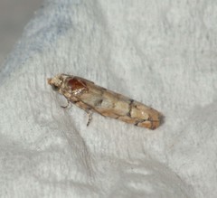 Blastesthia tessulatana