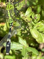 Erythemis simplicicollis