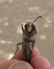 Crambomorphus namibicus