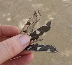 Crambomorphus namibicus