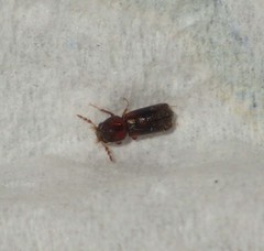 Scobicia chevrieri