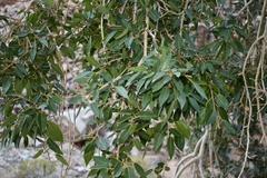 Ficus cordata
