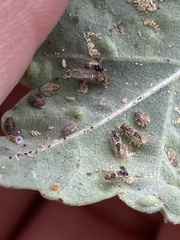 Bactericera lavaterae
