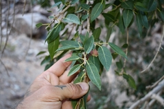 Ficus cordata