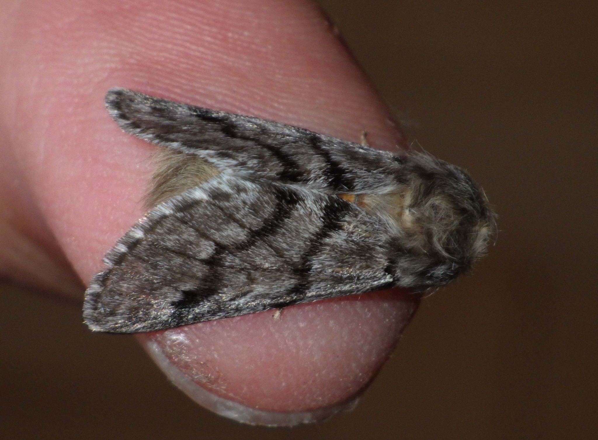Détail papillon