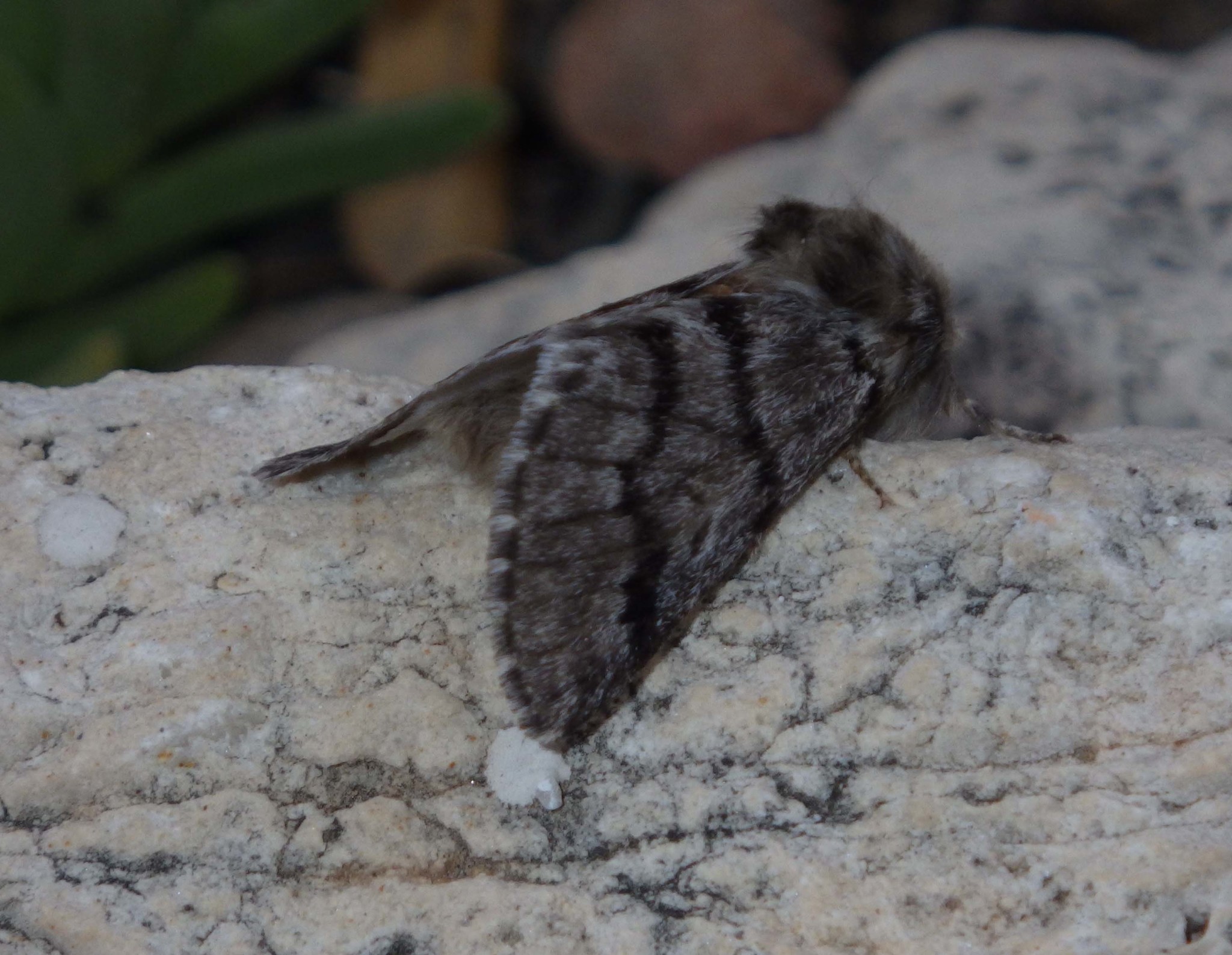 Papillon sur nid