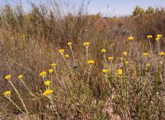 Athanasia leptocephala