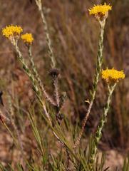 Athanasia leptocephala