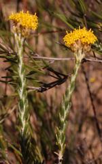 Athanasia leptocephala