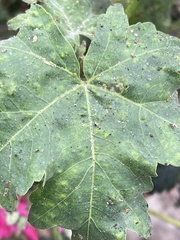 Bactericera lavaterae