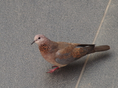 Streptopelia senegalensis