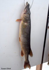 Esox niger
