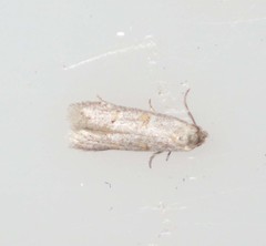 Symmocoides oxybiella