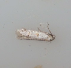 Symmocoides oxybiella