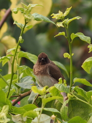 Pycnonotus barbatus tricolor